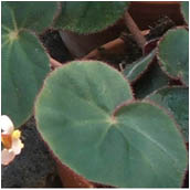 <begonia_acetosa>