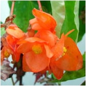 begoniaorange rubra'