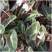 begonia_listada