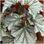 begonia'looking glas'