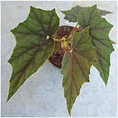 begonia_lubbergei