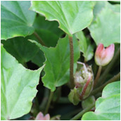 begonia_ludicra