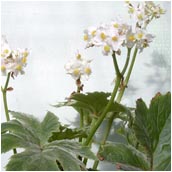 begonia_ludwigii
