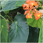 begonia_lunaris