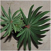 begonia_luxurians