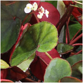 begonia_lyman-smithii