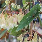 begonia_maculata