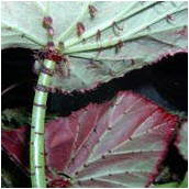 manicata
