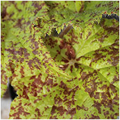 begonia'marmaduke'