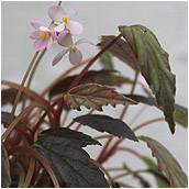 begonia marobogneri