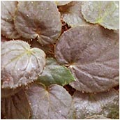 begonia_metachroa