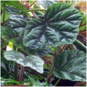 begonia_metallica