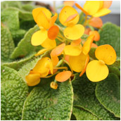 begonia_microsperma