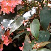 begonia_minor