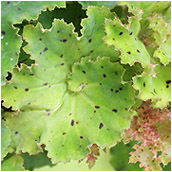 begonia'nonsence'