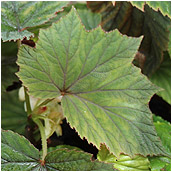 begonia_olbia