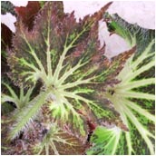 palomar prince