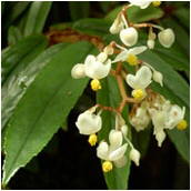 begonia_parilis