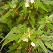 begonia_partita