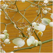 begonia_pavonina