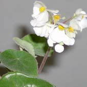 begonia_peltata