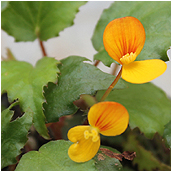begonia_prismatocarpa