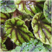 begonia_quadrialata