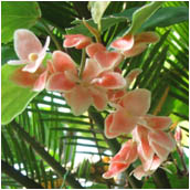 begonia_radicans
