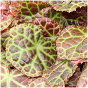 begonia_rajah