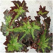 begonia'rayon vert'