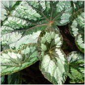 begonia rex urform