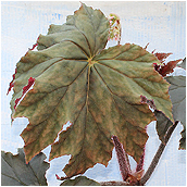 begonia ricinifolia