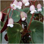 begonia_sanguinea