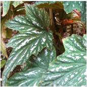 begonia_sceptrum
