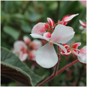 begonia_scharffi