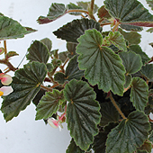 begonia_schmidtiana