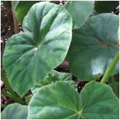 begonia_sericoneura