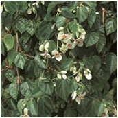 begonia_solananthera