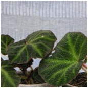 begonia_soli-mutata