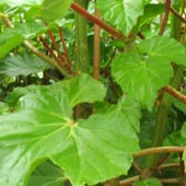 begonia_sulcata
