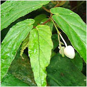begonia_taiwaniana