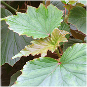 begonia teuscheri