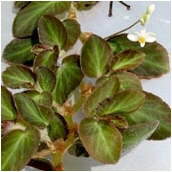 begonia thelmae