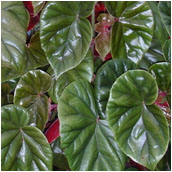 begonia thurstonii