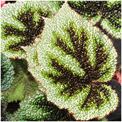 begonia_masoniana
