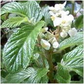 begonia_ulmifolia