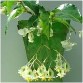 begonia_undulata