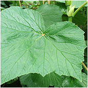 begonia_valida