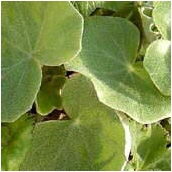 begonia_venosa