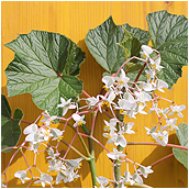 begonia_vitifolia